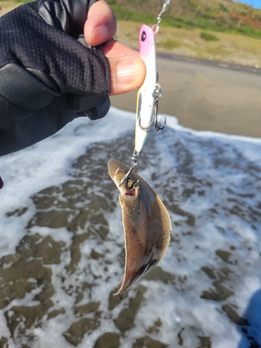 シタビラメの釣果