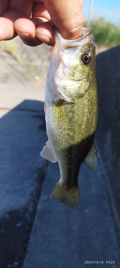 ブラックバスの釣果