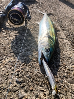 サゴシの釣果