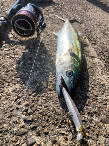 サゴシの釣果