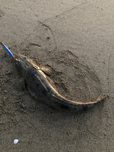 マゴチの釣果