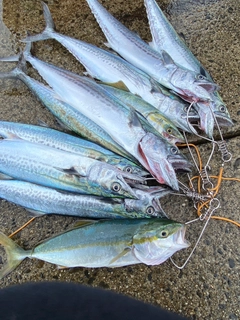 サゴシの釣果