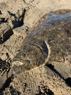 ヒラメの釣果