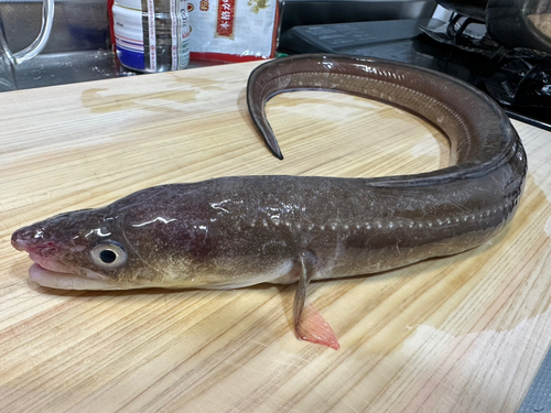 アナゴの釣果