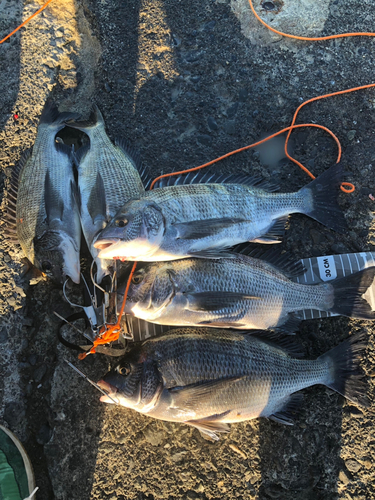 クロダイの釣果