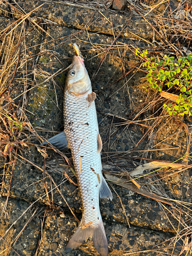 ニゴイの釣果