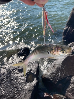 コノシロの釣果