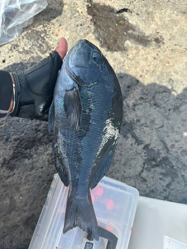 グレの釣果