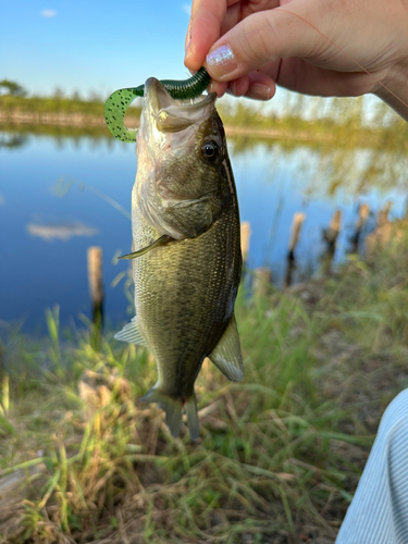 ラージマウスバスの釣果