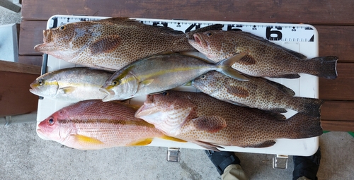 オオモンハタの釣果