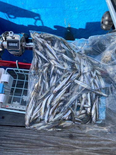 ワカサギの釣果