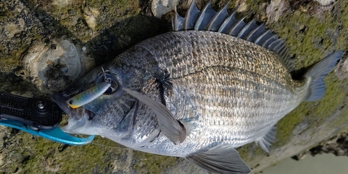 ミナミクロダイの釣果