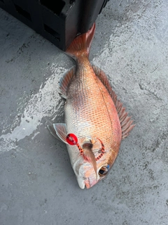 マダイの釣果