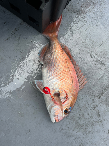 マダイの釣果