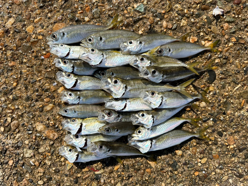 アジの釣果