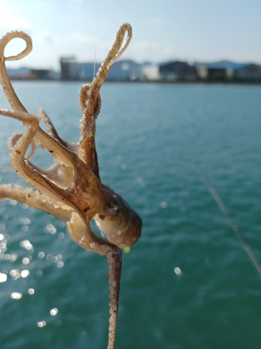 タコの釣果