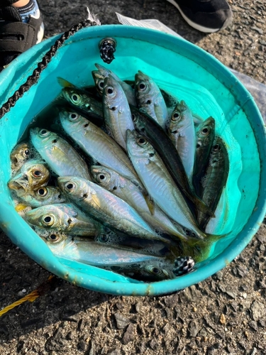 アジの釣果