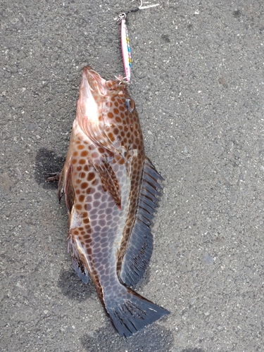 オオモンハタの釣果