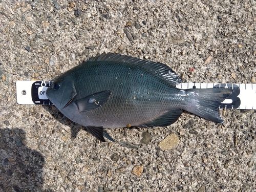 クチブトグレの釣果