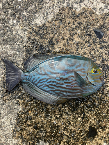 ニザダイの釣果