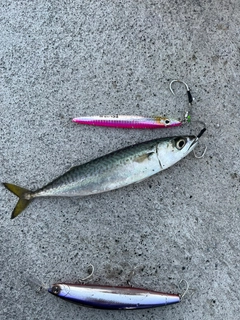 マサバの釣果