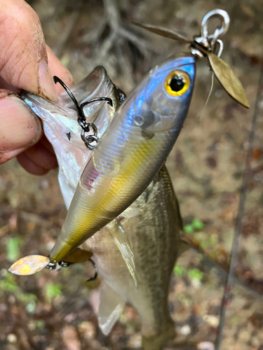 ラージマウスバスの釣果