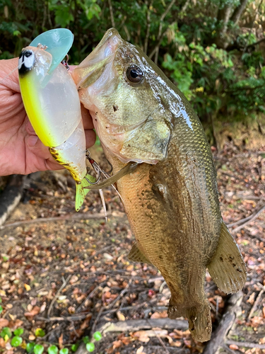 ラージマウスバスの釣果