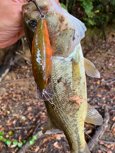 ラージマウスバスの釣果