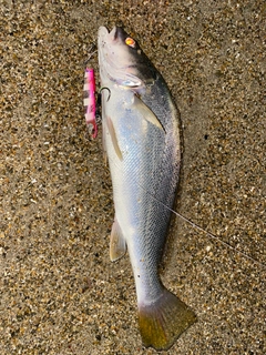 ニベの釣果