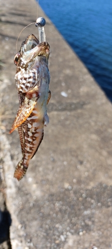 アナハゼの釣果