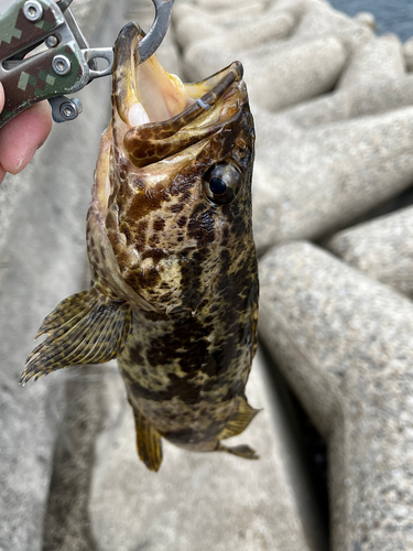 タケノコメバルの釣果