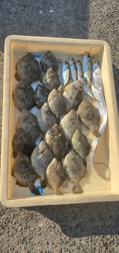 カワハギの釣果