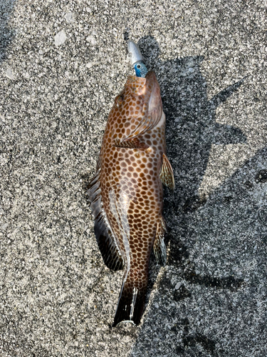 オオモンハタの釣果