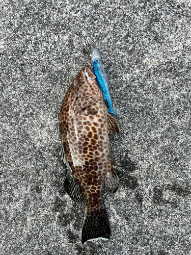 オオモンハタの釣果