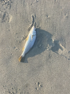 ニベの釣果