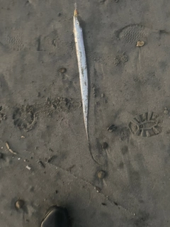 タチウオの釣果