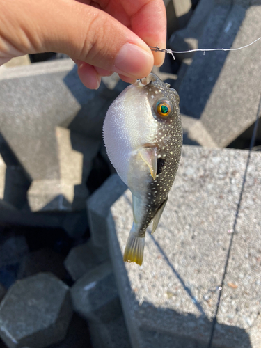 クサフグの釣果