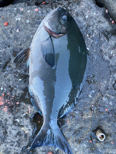 オナガグレの釣果