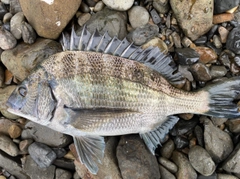 クロダイの釣果