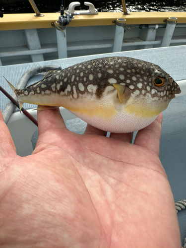 コモンフグの釣果