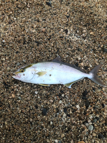 カンパチの釣果