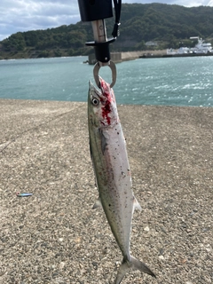 サゴシの釣果