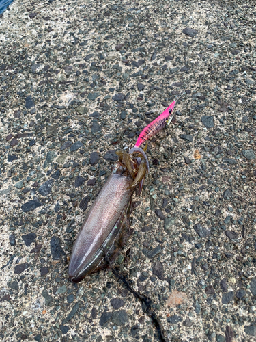 イカの釣果