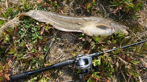 ナマズの釣果