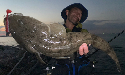 マゴチの釣果