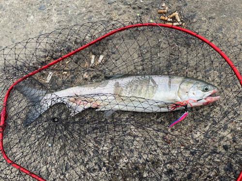 アキアジの釣果