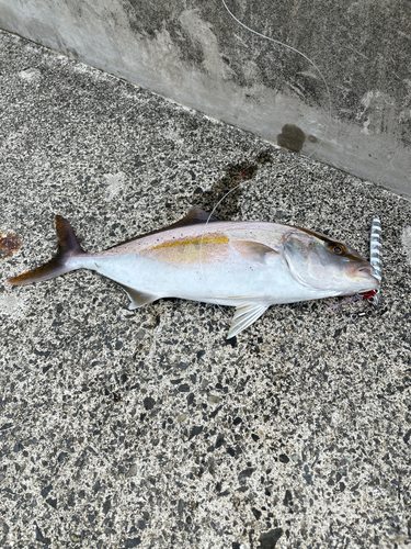 ショゴの釣果