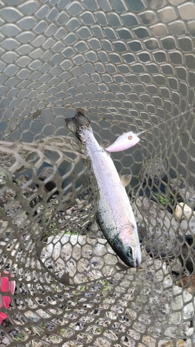 ニジマスの釣果