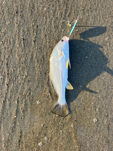 ニベの釣果