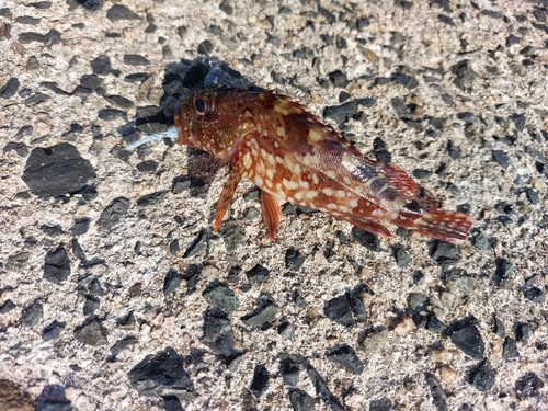 カサゴの釣果